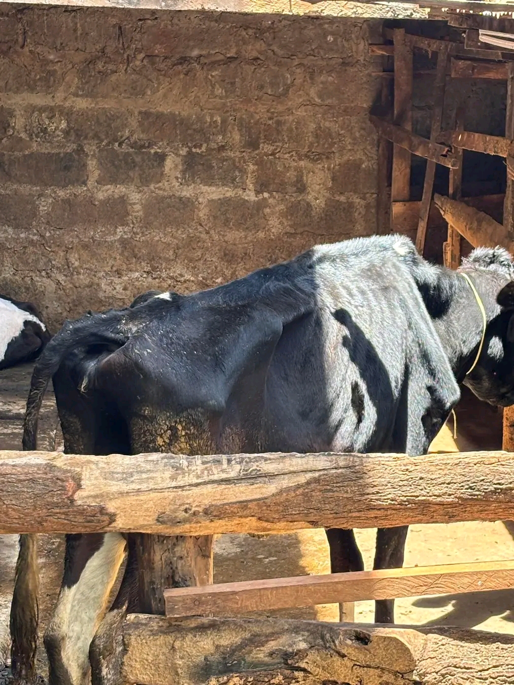 The silent killer Disease in cows- Hardware Disease 